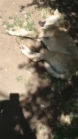 Собака серенький волчок спит сладко 👍😍#собака #топ