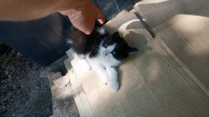 Дикие котята