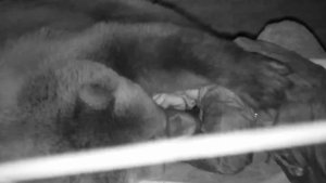 Спи, мой маленький,любимый медвежонок,Мансур