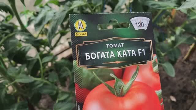Как я поливаю томаты, в какое время суток и как часто. Разбираю сорта помидоров.