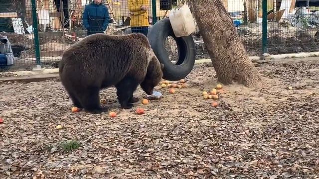 Медвежьи шалости