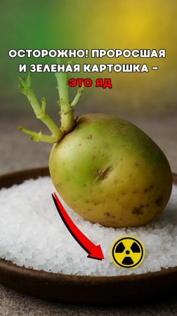 Проросшая или позеленевшая картошка — ЯД!