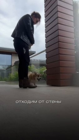 Как научить собаку трюку прыгать через ногу в 4 этапа? 

Тренируете ли вы этот навык ?