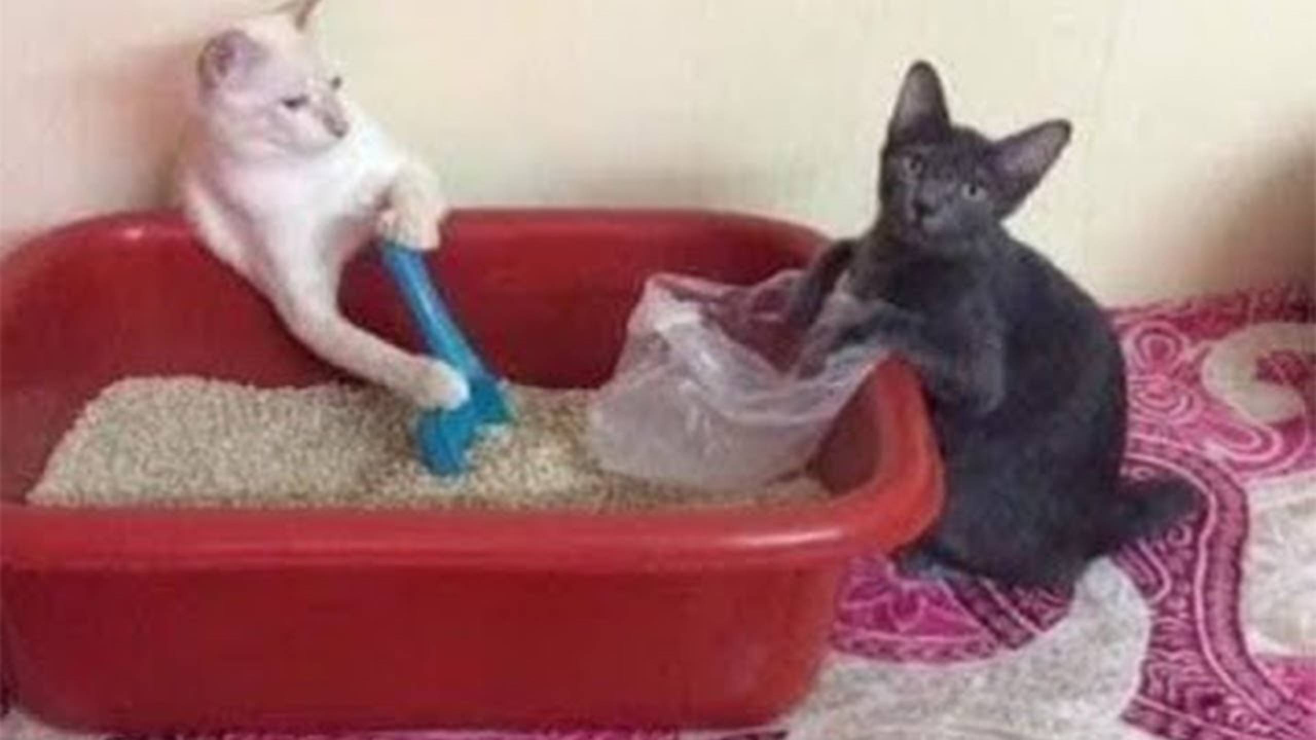 СМЕШНЫЕ КОТЫ 2025 ЛУЧШИЕ ПРИКОЛЫ С КОТАМИ, КОШКИ, КОТИКИ, СОБАЧКИ, СМЕШНОЕ ВИДЕО