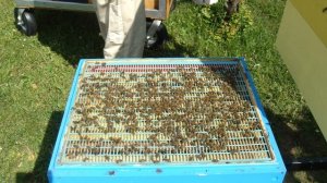 Вывод маток. Сот Никот. Часть 1.