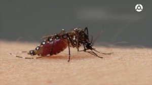 Как спастись от комаров.