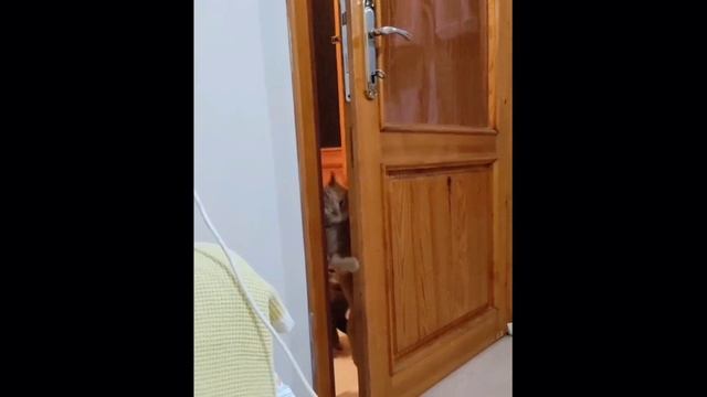 Приколы с котами! С озвучкой!