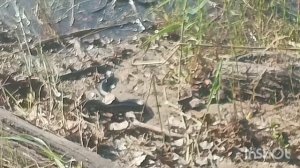 ЗМЕИ🐍Слабонервным не смотреть