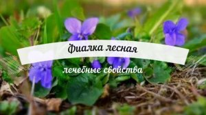 Рецепты природы
