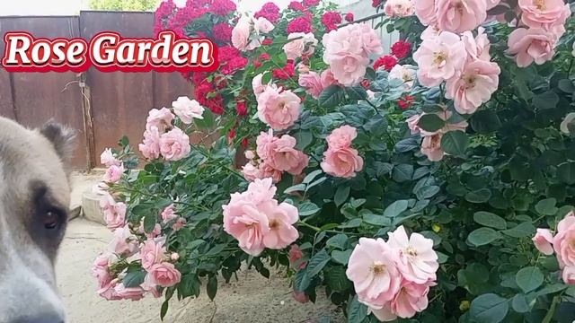 Плетистая роза Роуз Гарден ( Rose Garden).