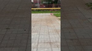 Кто чемпион в чикен буминге