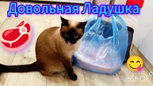 Кошка🐱Ладушка😋довольная😂 #смешныекоты #котики #прикольные котики #милая кошечка