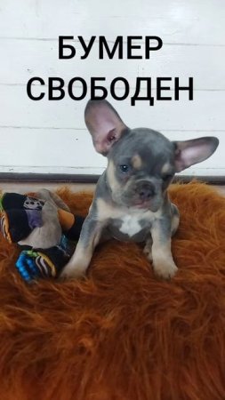 Буме- 23.06
