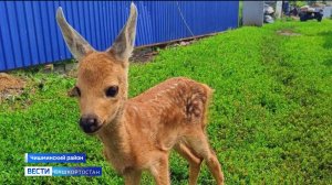 Детеныш косули пришел к жителям деревни в Башкортостане