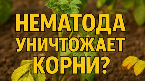 Нематода уничтожает корни! Надёжные способы борьбы без химии