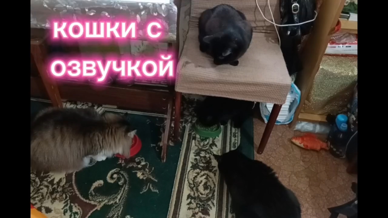 Кошки с озвучкой