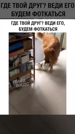 где твой друг 😁