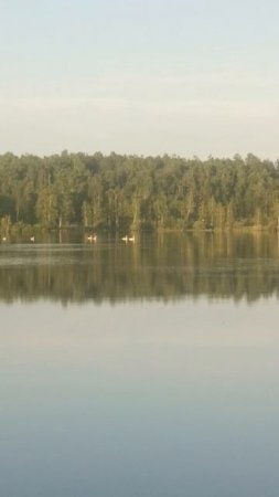 рыбхоз, три пары лебедей к нам пожаловали, тихое местечко.