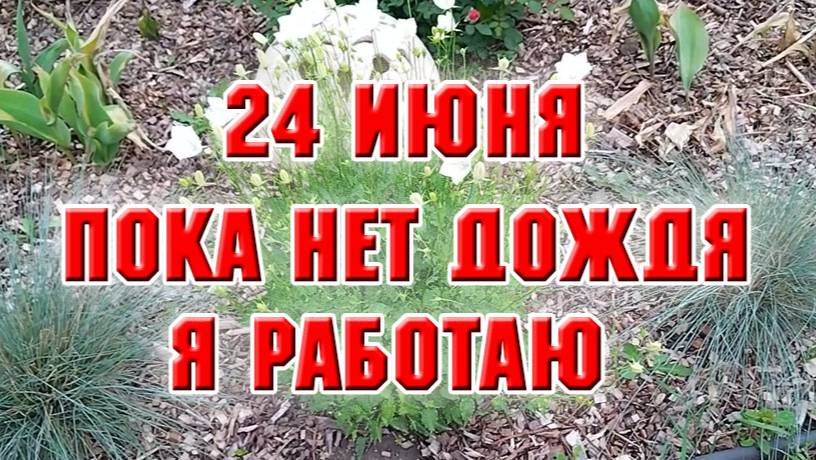 24 июня. Пока дождей нет, надо поработать
