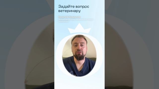 Аллергия на укусы насекомых у кошек