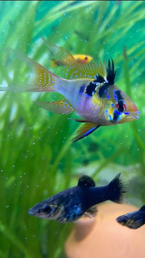 Новая рыба ловлю в речке малека