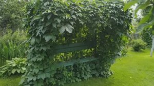 Сад. Вечер. 24.06.2025