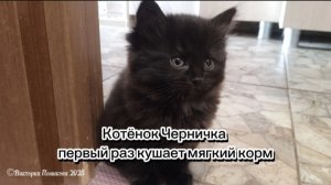 Котёнок Черничка впервые кушает мягкий корм