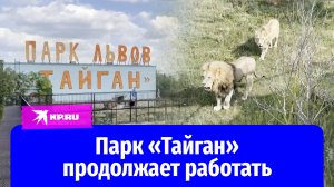 Парк «Тайган» продолжает работать после нападения льва на Олега Зубкова