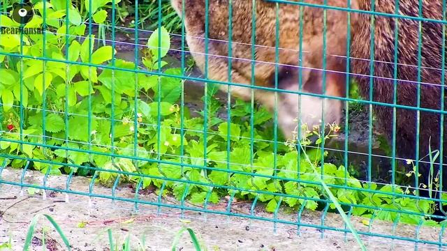 Урожай земляники в усадьбе Мансура созрел
