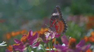Расслабляющая музыка 🌿 лечебная музыка для сердца и сосудов, релакс музыка для спокойного сна #2