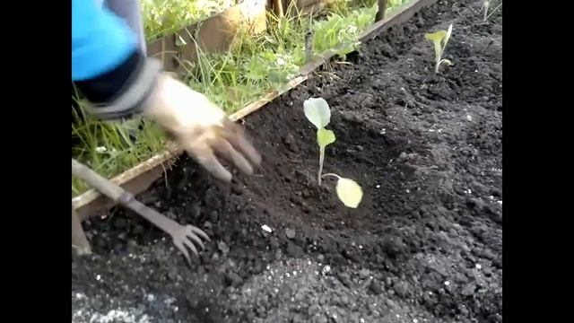 ВОСКРЕСНЫЕ ДАЧНИКИ 😍😍😍 ВАЖНАЯ ПОДКОРМКА КАПУСТЫ ПОСЛЕ ВЫСАДКИ В ГРУНТ 👍👍👍