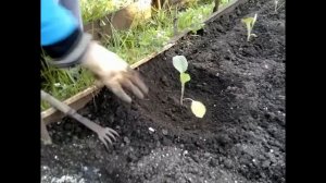 ВОСКРЕСНЫЕ ДАЧНИКИ 😍😍😍 ВАЖНАЯ ПОДКОРМКА КАПУСТЫ ПОСЛЕ ВЫСАДКИ В ГРУНТ 👍👍👍
