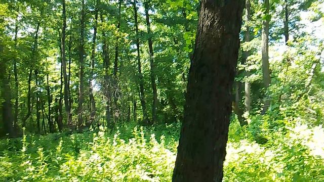VID_20250624_150624.mp4 ольховый лес