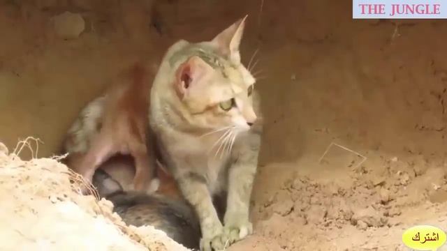 Кошка и гигантская змея. СХВАТКА.