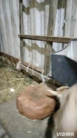 эти телячьи нежности оставляют синяки