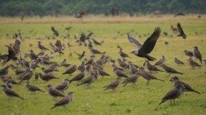 Жизнь птиц глазами ученых Новые открытия и исследования