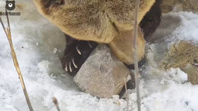 Купание камушка в талом снеге