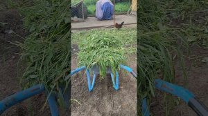 Очень плотный ужин у кур🐔