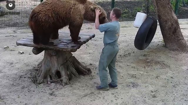 Настоящее медвежье рукопожатие