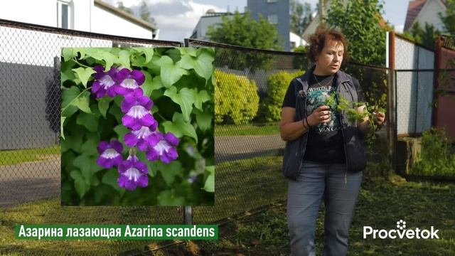 ЛУЧШИЕ ОДНОЛЕТНИЕ ЛИАНЫ ДЛЯ САДА! Водопады цветов и листвы вмиг преобразят забор и любую опору