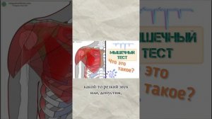 Что такое мышечный тест