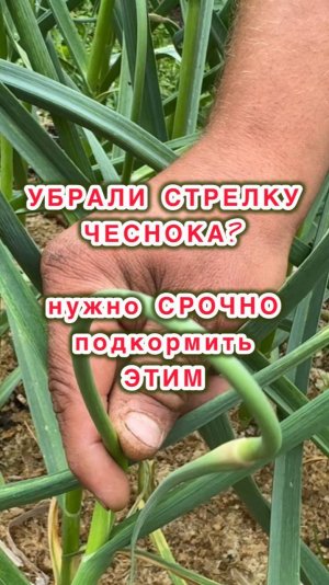 СРОЧНО ПОДКОРМИТЕ ЧЕСНОК ЭТИМ