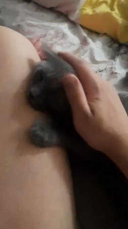 Спокойной ночки всем, всем мяу, наигрался сегодня до отвалу)