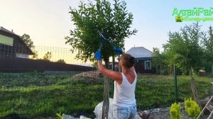 🌿Подстригаем плетёные ивы: формируем крепкий каркас!