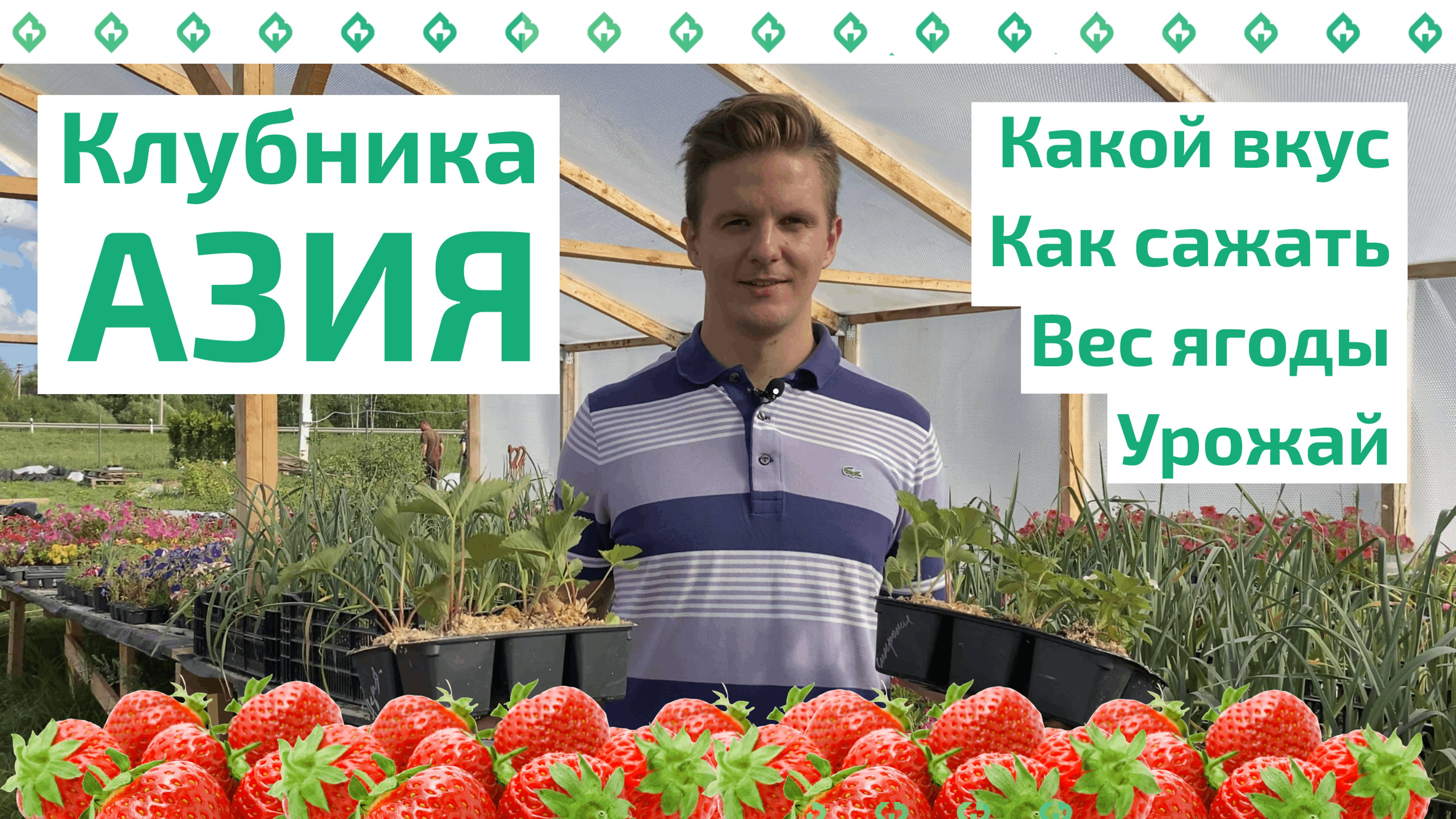 Рассада клубники сорта АЗИЯ: описание, урожайность и советы