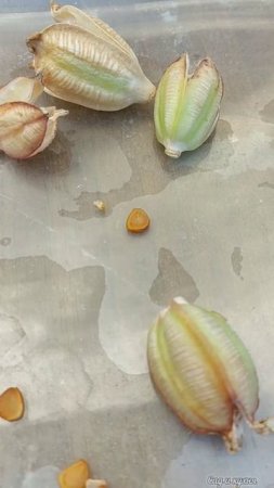 Собрала семена с тюльпанов.