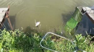 Светлые Горы Карп 24.06.2025г.