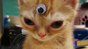 ПРИКОЛЫ С ЖИВОТНЫМИ ДО СЛЕЗ 2025 Смешные КОТЫ И СОБАКИ Приколы