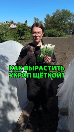 Как вырастить укроп щёткой