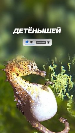 Самые необычные способы размножения у животных